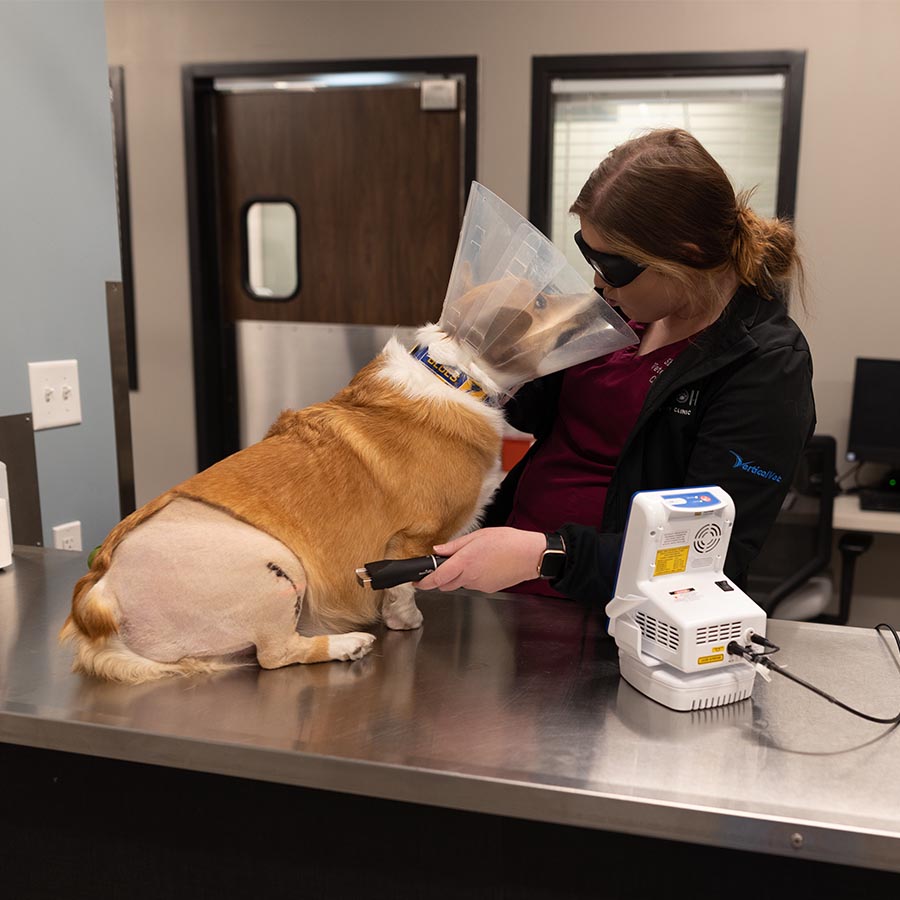 Laser Therapy- Shiloh Veterinary Clinic in Shiloh IL